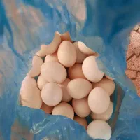 تخم مرغ محلی (کردی)