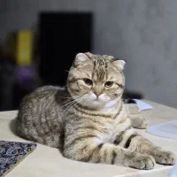 واگذاری گربه اسکاتیش