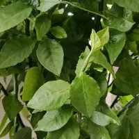 گل طبیعی|گل و گیاه طبیعی|ایلام, |دیوار