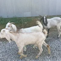 بز نر و ماده و گوسفند نر