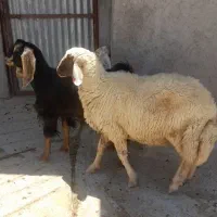 قوچ اصیل سنجابی با برقوچ اصیل