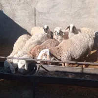 میش آبستن|حیوانات مزرعه|سده (خراسان جنوبی), |دیوار