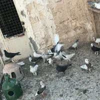 کبوتر