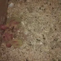 عروس هلندی لوتینو همراه با جوجه