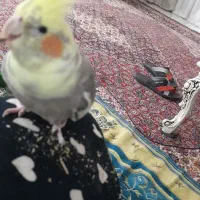 عروس هلندی من گمشده