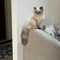 گربه