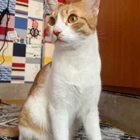 گربه گمشده|حیوانات|شیراز, شهرک گلدشت حافظ‎|دیوار