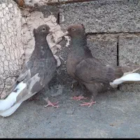 دمسفید جوانه