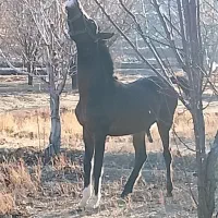 اسب|اسب و تجهیزات اسب‌سواری|ملایر, |دیوار