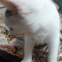 گربه واگذاری|گربه|آزادشهر, |دیوار