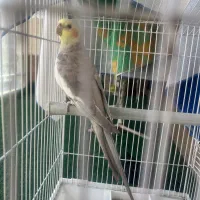 عروس هلندی نر
