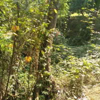 خریدانواع چوب های باغی و جنگلی|خدمات باغبانی و درختکاری|ساری, |دیوار