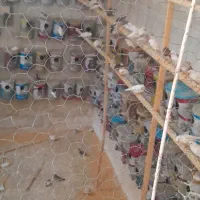 فنج روکار اکثرا سفید