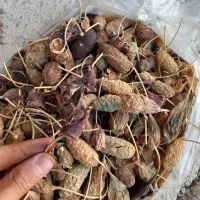 یک لاینون هندوانه کوهی سالم و طبیعی|گل و گیاه طبیعی|اهر, |دیوار