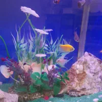 آکواریوم شرکتی شیشه خم به همراه ماهی