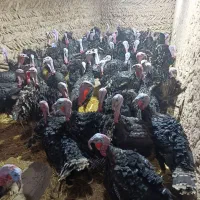 بوقلمون برنز آمریکایی