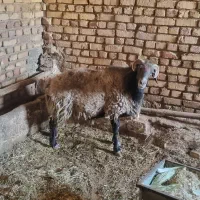 قوچ نژاد دو رگه رومانوف و فشندی