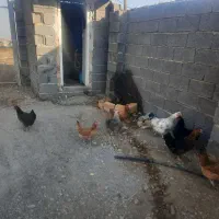 ۸ عدد مرغ تخم گذار جوان|حیوانات مزرعه|قم, آزادگان|دیوار