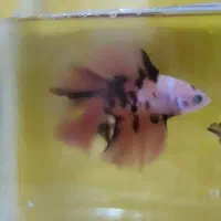 فایتر هافمون بتا|ماهی|لنجان, |دیوار