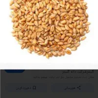 گندم بذری حیدری