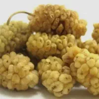 توت سفید خشک شده