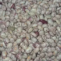 لوبیا چیتی