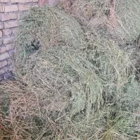 یونجه (علف درزه کرده)|عمدهفروشی|تفت, |دیوار