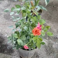 فروش گل|گل و گیاه طبیعی|میناب, |دیوار