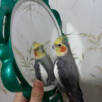 فروش عروس هلندی|پرنده|پاکدشت, شهرک انقلاب|دیوار