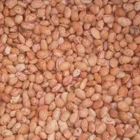 لوبیا چیتی|خوردنی و آشامیدنی|شیراز, گویم|دیوار