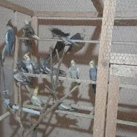 عروس هلندی|پرنده|رشت, نظری|دیوار