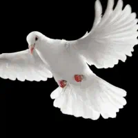 کبوتر طهرانی