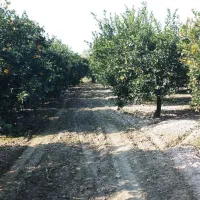 نهال های با کیفیت و اصلاح شده|خدمات باغبانی و درختکاری|تربت‌حیدریه, میدان مرکزی|دیوار