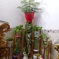 گل با پایه گلدان