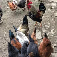 تعدادی خروس سرحال بفروش میرسد