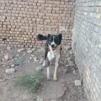 سگ گله|سگ|ساوه, |دیوار