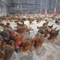 فروش جوجه های گلپایگانی اصلاح نژاد