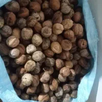 گردو تازه