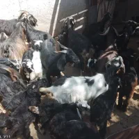14راس بز داشتی خوب