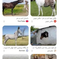 اسب و خر پیدا شد با دادن نشانی ان را تحویل بگیرید|حیوانات|قوچان, |دیوار