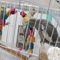 عروس هلندی بالغ یک جفت همراه  با یک جفت  جوجه|پرنده|سرشیو, |دیوار