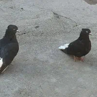 کبوتر دمسفید و خال