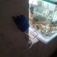 آکواریوم|ماهی|ماکو, |دیوار