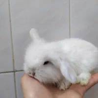 خرگوش لوپ ترکیش