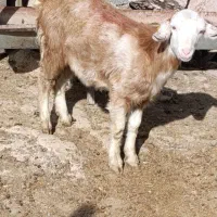 بزغاله ماده سانن سالم نژاددوقلوزا|حیوانات مزرعه|مشهد, همت آباد|دیوار