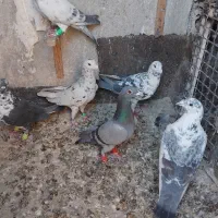 کبوتر المانی کرمونی|پرنده|مشهد, سجادیه|دیوار