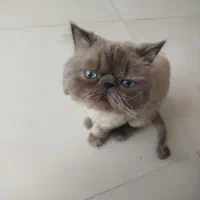 فروش گربه پرشین himalian