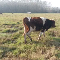 گوساله نر سیمنتال|حیوانات مزرعه|ضیابر, |دیوار