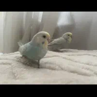 جوجه مرغ عشق دستی|پرنده|تهران, گلستان (شهرک راه آهن)|دیوار