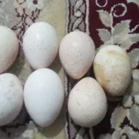 تخم بوقلمون